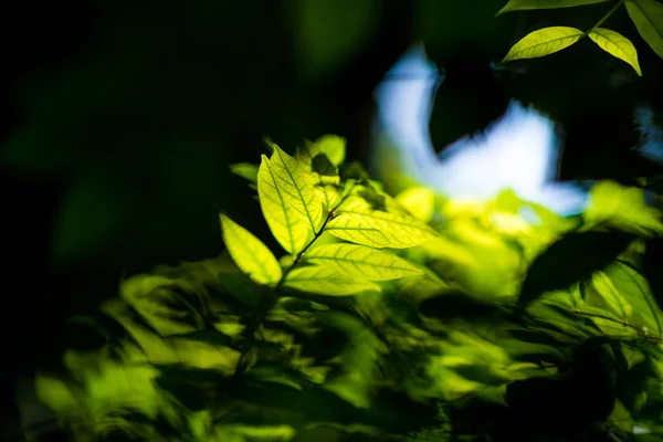 自然緑の葉の背景と美しい壁紙 — ストック写真