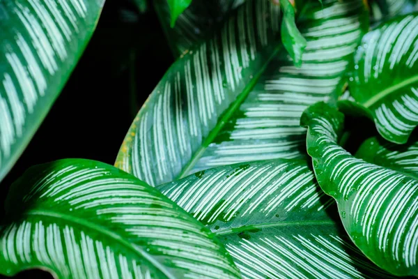 Аннотация Природа Зеленый Лист Фона Красивые Обои — стоковое фото
