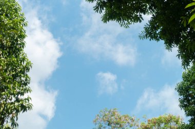 Soyut, doğa yeşil yaprak arkaplan ve güzel duvar kağıdı.