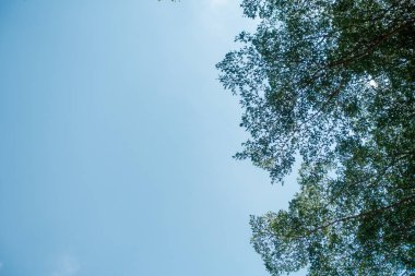 Soyut, doğa yeşil yaprak arkaplan ve güzel duvar kağıdı.