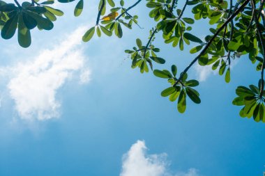 Soyut, doğa yeşil yaprak arkaplan ve güzel duvar kağıdı.