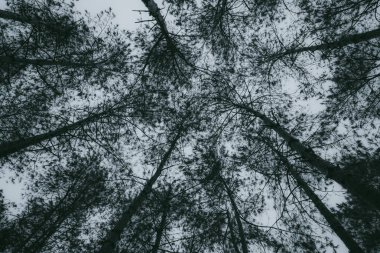 Soyut, doğa yeşil yaprak arkaplan ve güzel duvar kağıdı.