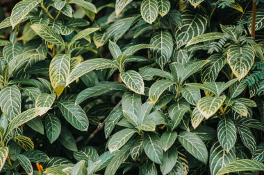 Soyut, doğa yeşil yaprak arkaplan ve güzel duvar kağıdı.