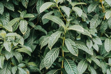 Soyut, doğa yeşil yaprak arkaplan ve güzel duvar kağıdı.