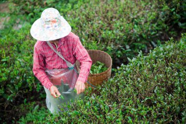 Birçok bahçıvanlar çay yaprakları toplamaya.