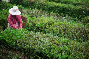 Birçok bahçıvanlar çay yaprakları toplamaya.