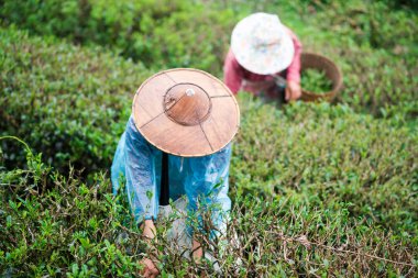 Birçok bahçıvanlar çay yaprakları toplamaya.