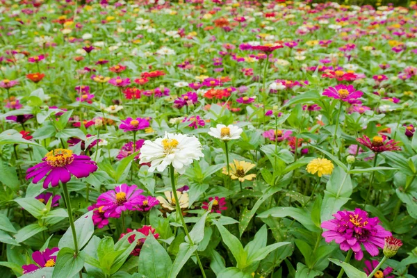 Amazing Beautiful Colorful Flowers Background — Stock Photo, Image