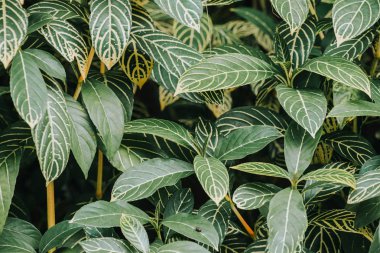 Soyut, karanlık gece ağaç arka plan. güzel duvar kağıdı.