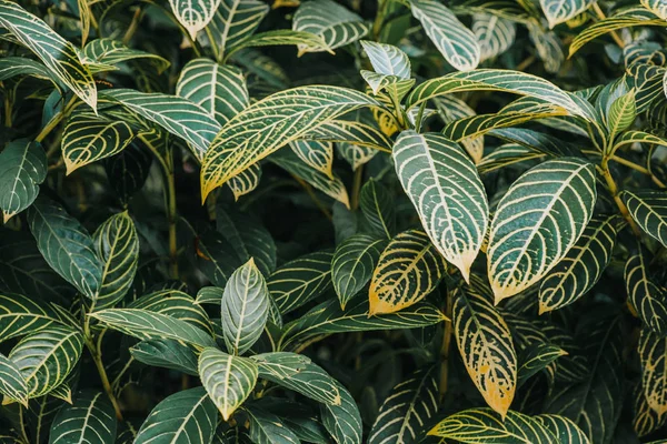 Анотація Природа Зелене Листя Фону Красиві Шпалери — стокове фото