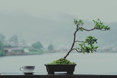 Doğa arka planda sıcak yeşil çay.