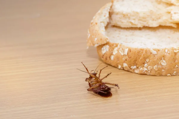 Close Van Kakkerlak Een Volkoren Brood — Stockfoto