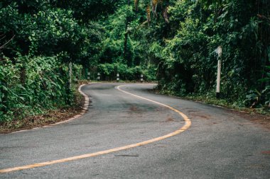 Ormandaki yol. Güzel doğa yolu.
