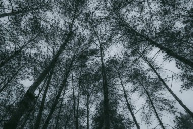 Soyut, doğa yeşil yaprak arkaplan ve güzel duvar kağıdı.