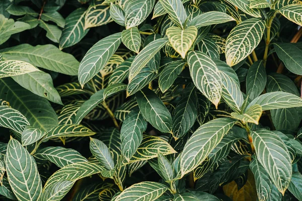 自然緑の葉の背景と美しい壁紙 — ストック写真