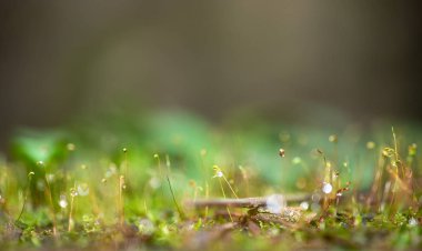 Ağız ülserlerinin yakın çekim