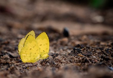 Yağmur ormanlarındaki Tropikal Kelebek 'e yaklaş