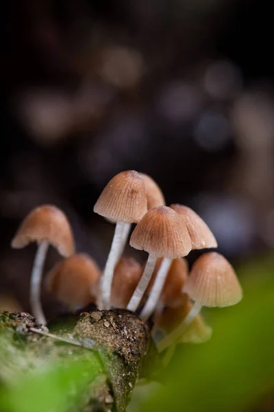 Closeup Forest Mushrooms Waterfall — Stock Photo, Image
