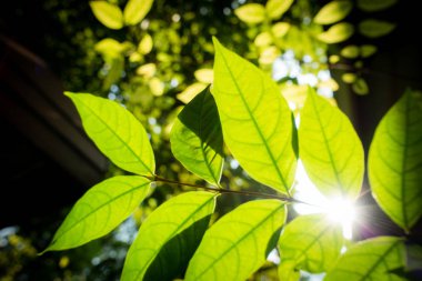 Soyut, doğa yeşil yaprak arkaplan ve güzel duvar kağıdı.
