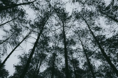 soyut bulanıklık halloween arka plan.