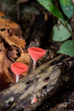 şelalede orman mantarı (Şampanya fincanı)yakın çekim