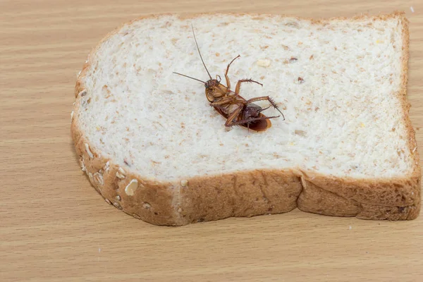 全粒小麦パンにゴキブリを閉じます — ストック写真