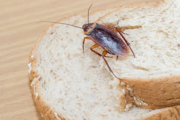 Primer Plano Cucaracha Pan Trigo Integral — Foto de Stock