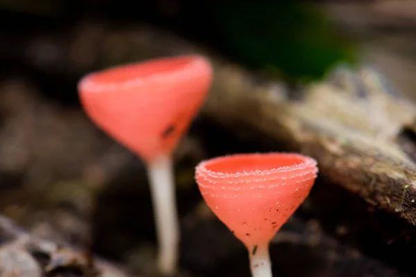 Closeup Forest Mushrooms Champagne Cup Waterfall — Stock Photo, Image