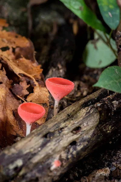 Closeup Forest Mushrooms Champagne Cup Waterfall — Stock Photo, Image