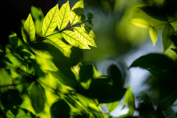 Abstract Nature Green Leaf Background Beautiful Wallpaper — Stock Photo, Image