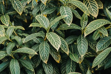 Soyut, doğa yeşil yaprak arkaplan ve güzel duvar kağıdı.