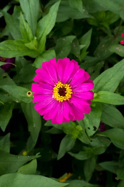 Erstaunlich Schöne Bunte Blumen Hintergrund — Stockfoto