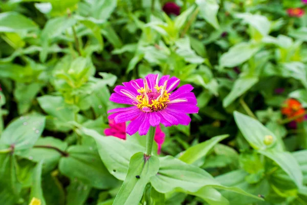 Erstaunlich Schöne Bunte Blumen Hintergrund — Stockfoto