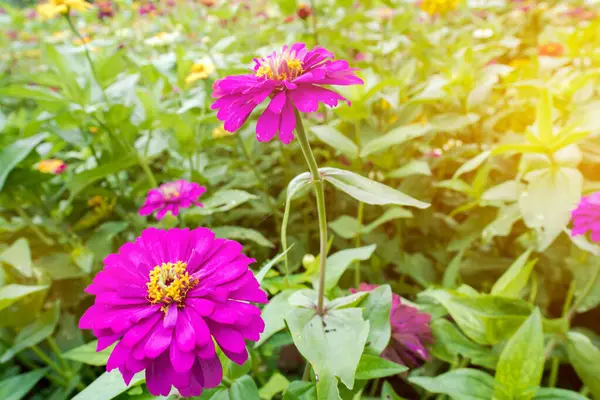 Erstaunlich Schöne Bunte Blumen Hintergrund — Stockfoto