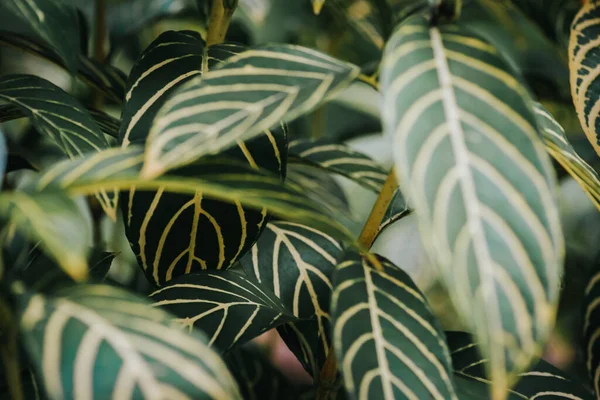 Resumen Naturaleza Fondo Hoja Verde Hermoso Fondo Pantalla — Foto de Stock