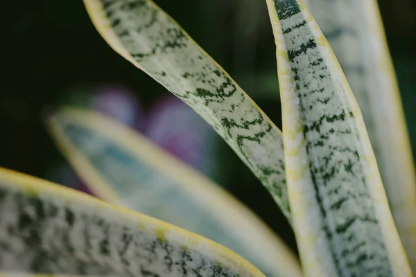 Resumen Naturaleza Fondo Hoja Verde Hermoso Fondo Pantalla — Foto de Stock