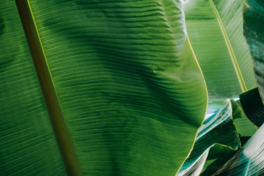 Soyut, doğa yeşil yaprak arkaplan ve güzel duvar kağıdı.