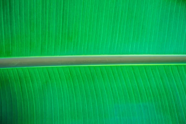Анотація Природа Зелене Листя Фону Красиві Шпалери — стокове фото