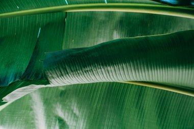 Soyut, doğa yeşil yaprak arkaplan ve güzel duvar kağıdı.