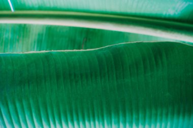 Soyut, doğa yeşil yaprak arkaplan ve güzel duvar kağıdı.