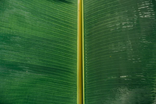 Abstrato Natureza Fundo Folha Verde Belo Papel Parede — Fotografia de Stock
