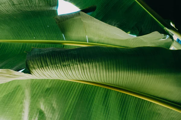 Soyut, doğa yeşil yaprak arkaplan ve güzel duvar kağıdı.