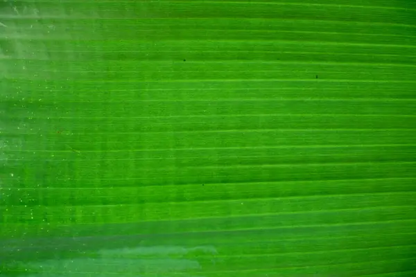 自然绿叶背景和美丽的墙纸 — 图库照片