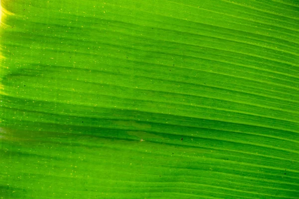 Soyut, doğa yeşil yaprak arkaplan ve güzel duvar kağıdı.