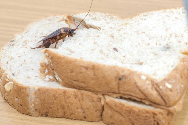 Närbild Kackerlacka Ett Fullkornsbröd — Stockfoto