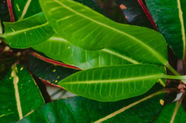 Soyut, doğa yeşil yaprak arkaplan ve güzel duvar kağıdı.