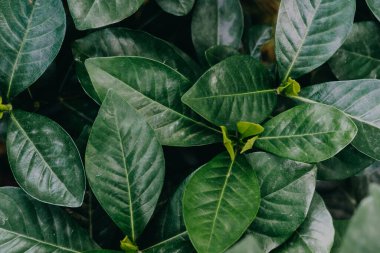 Soyut, doğa yeşil yaprak arkaplan ve güzel duvar kağıdı.