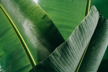 Soyut, doğa yeşil yaprak arkaplan ve güzel duvar kağıdı.