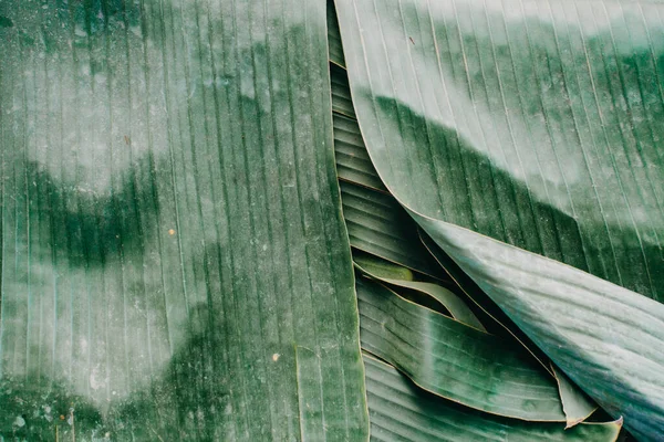 Resumen Naturaleza Fondo Hoja Verde Hermoso Fondo Pantalla — Foto de Stock