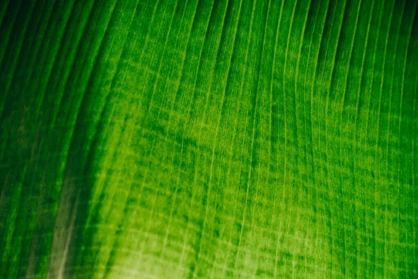 Abstract Natuur Groene Achtergrond Mooi Behang — Stockfoto